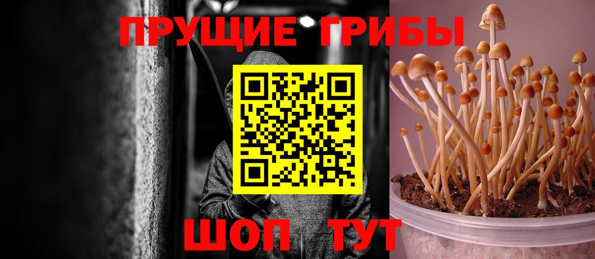 Павловский Посад  Галлюциногенные грибы MAGIC MUSHROOMS  Вход с VPN 